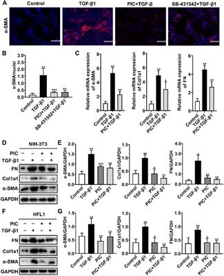 Antifibrotic Mechanism of Piceatannol in Bleomycin-Induced Pulmonary Fibrosis in Mice